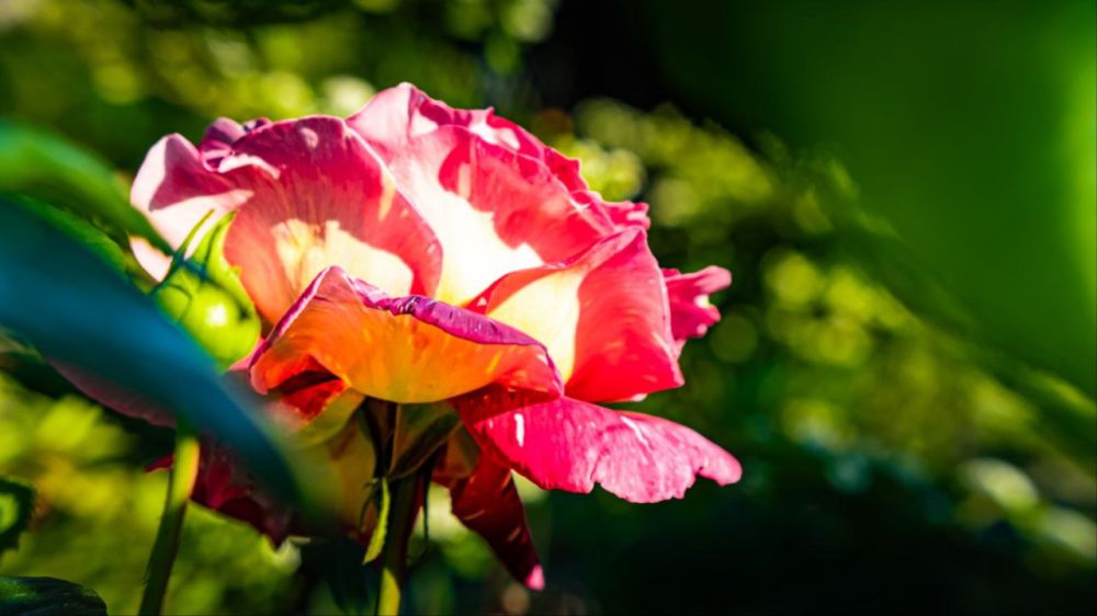 �������� ������: ������� ������ ����������