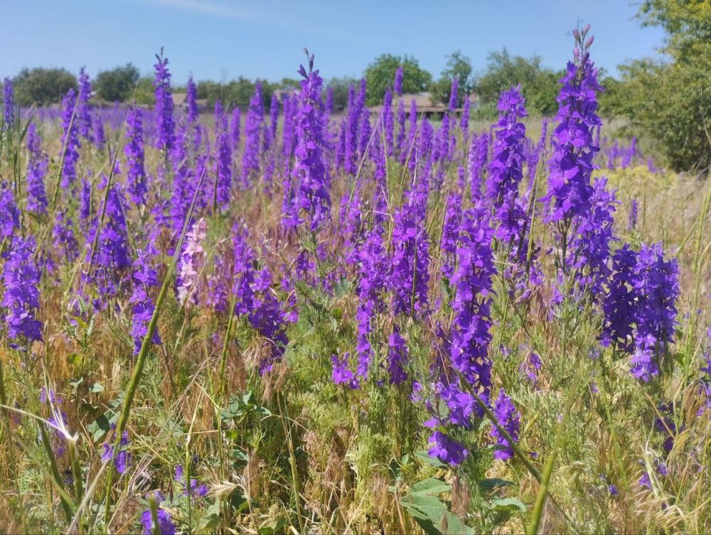 ������������� ������� ���������� ������