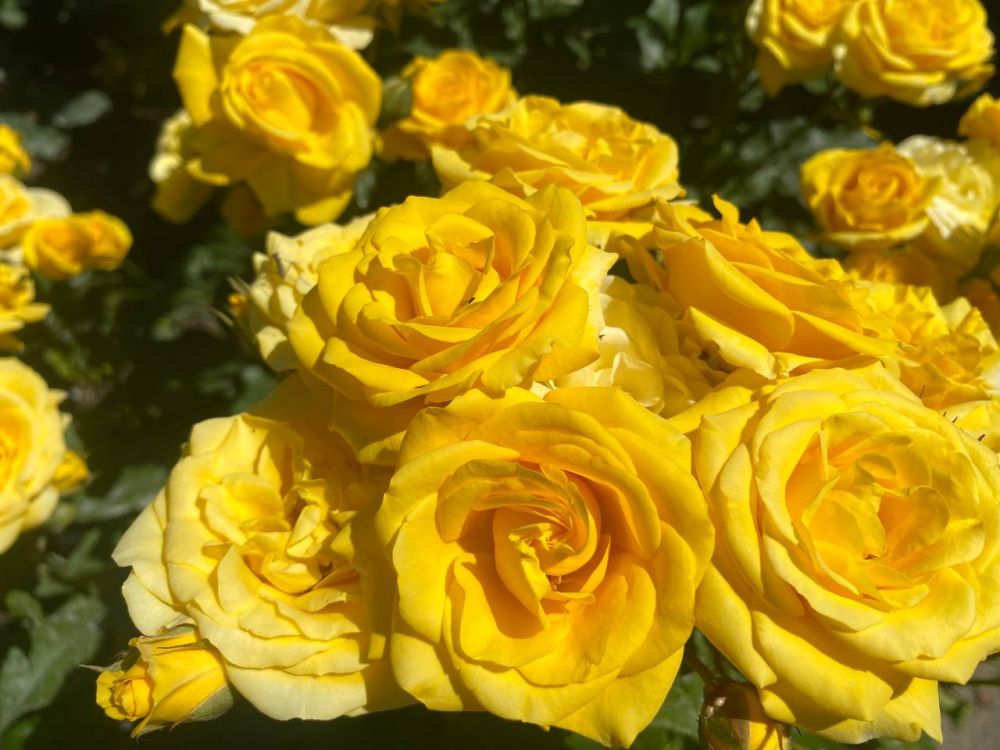 ����� �������� ���. ��������� ������������� ������� ������������ ��� ������� � �����������