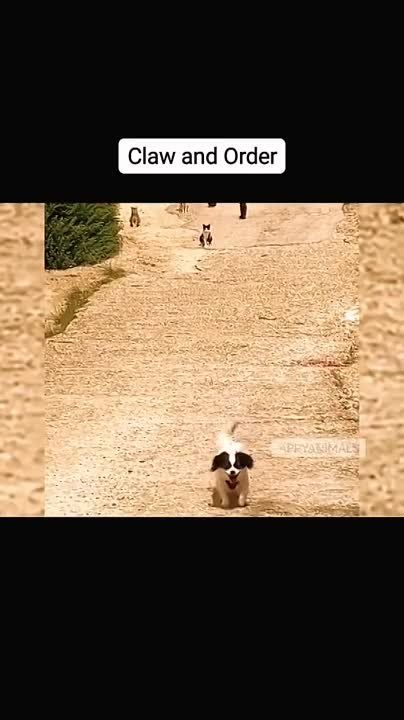 ������ ���� ������!. ��������-����� ���������� �������