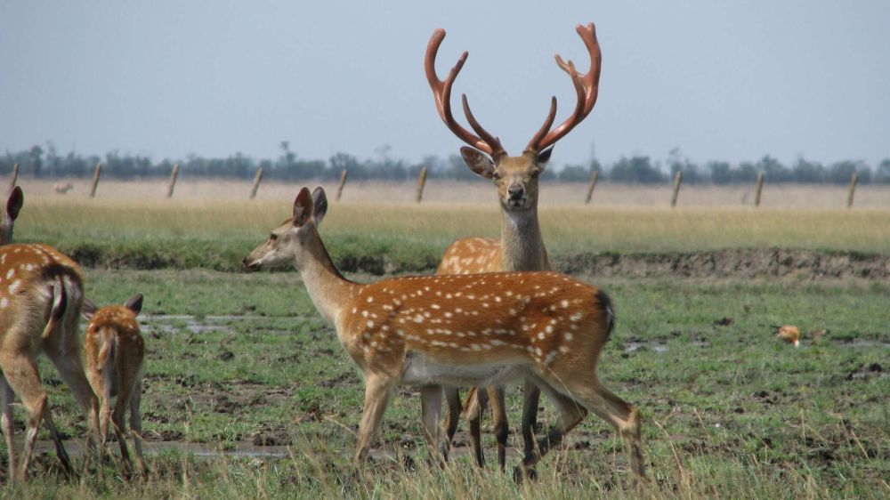 ���������� "�������-����" �� ���������� �������� � ������� ���������� ������ ���� �����