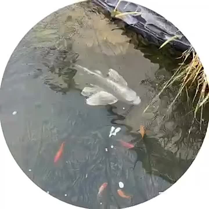 ����� ����������: ������ ! ����� ���� �������� ��� � ���������� ���� )