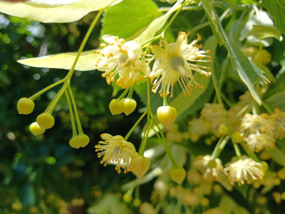 ����� ����. ������� ���������� ��� �����