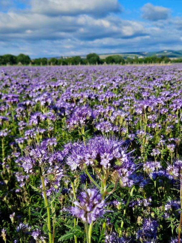 �������� ������� ��� �����������