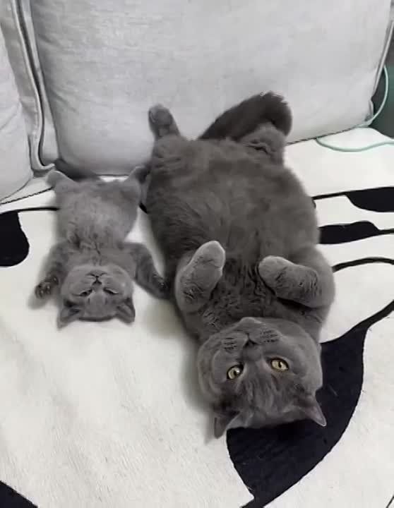 ���, ������, �������� ���������� � ��������, ���������� ��������� � ���������