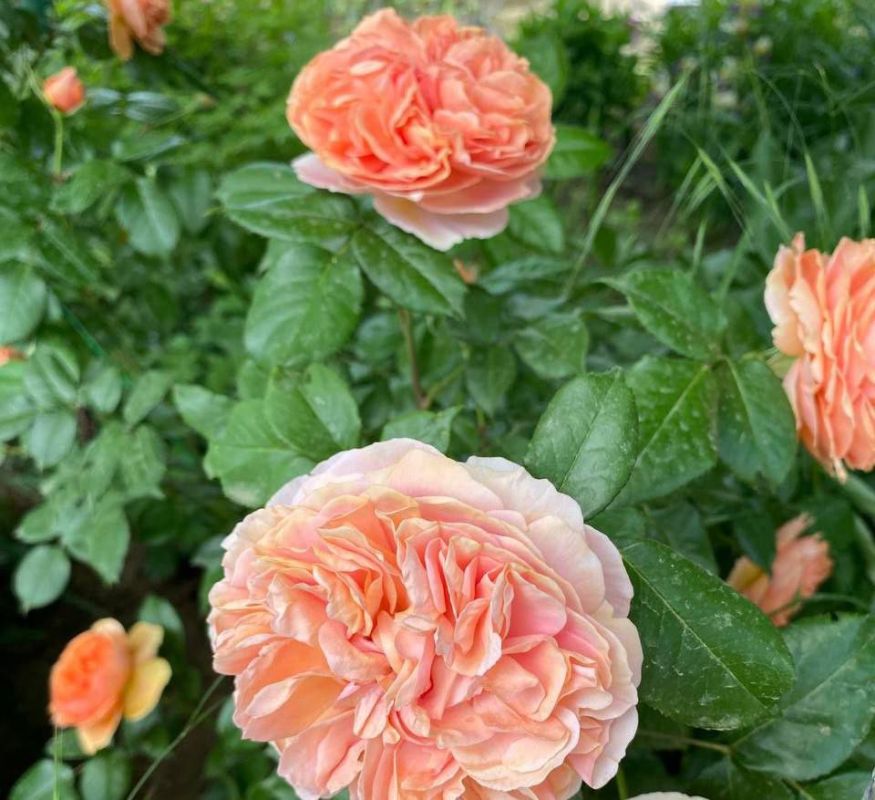 � ������ �����, �����������!