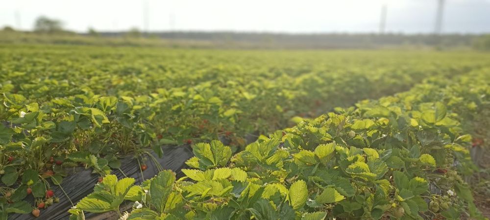 ���� ���� �� �����������