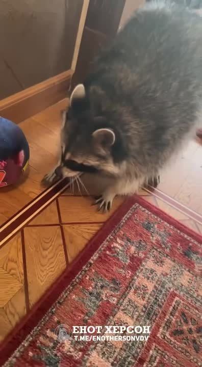 ���� ������ - ���������