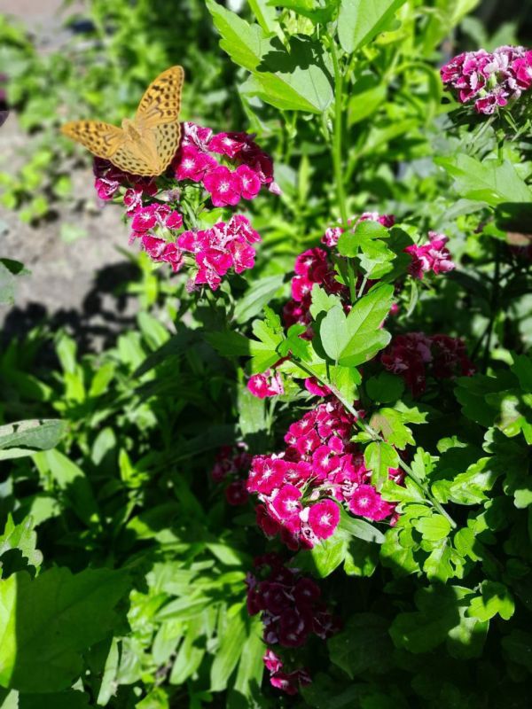 � ������ �����, �����������!