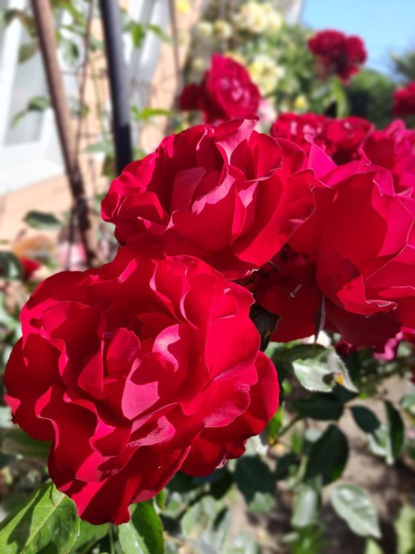 � ������ �����, �����������!