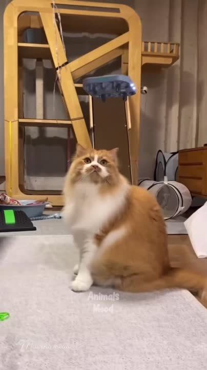 ��������� ����!. ��������-����� ���������� �������