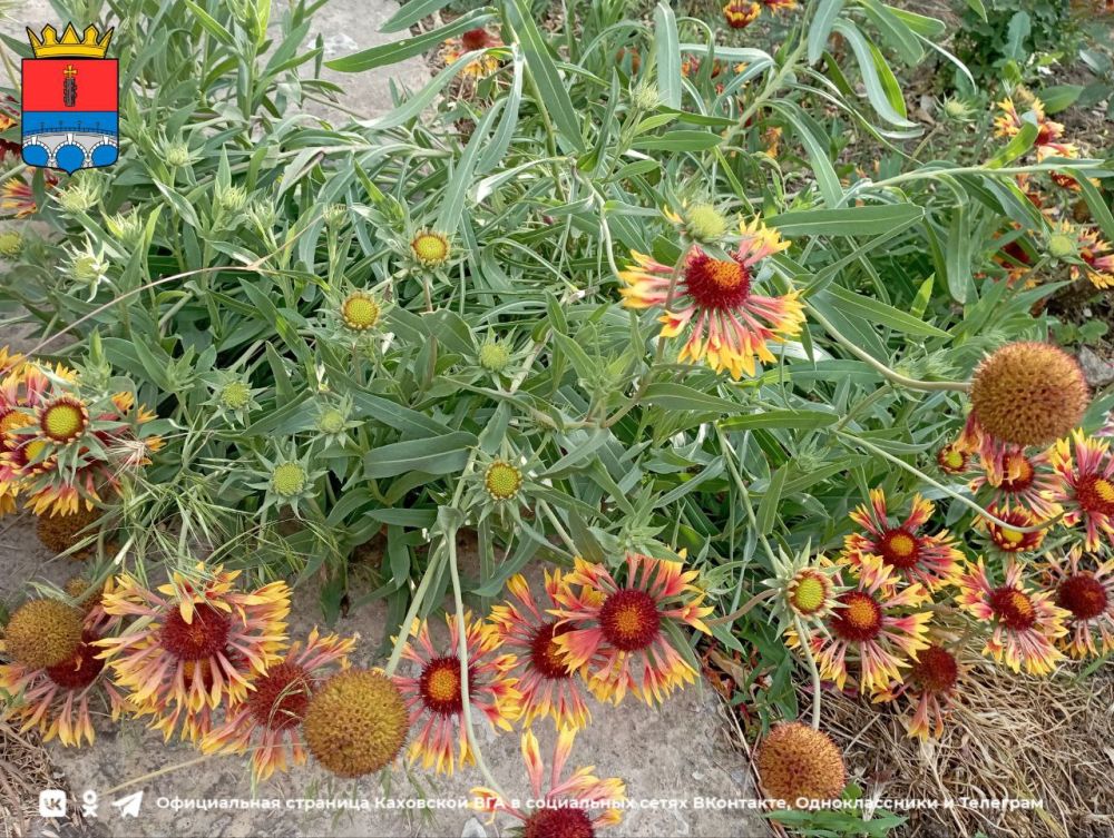 ������ ����, �������!. @VGA_Kakhovka