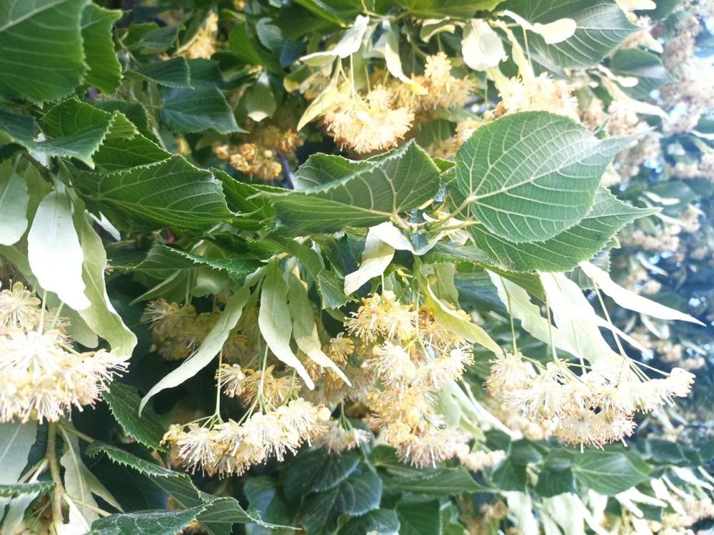 � ������ �����, �����������!