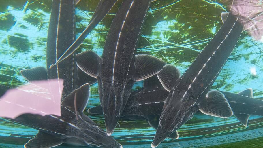 �������������� �������� ��������� � ����� ��������� ��������� � �������� ����