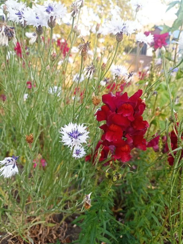 � ������ �����, �����������!