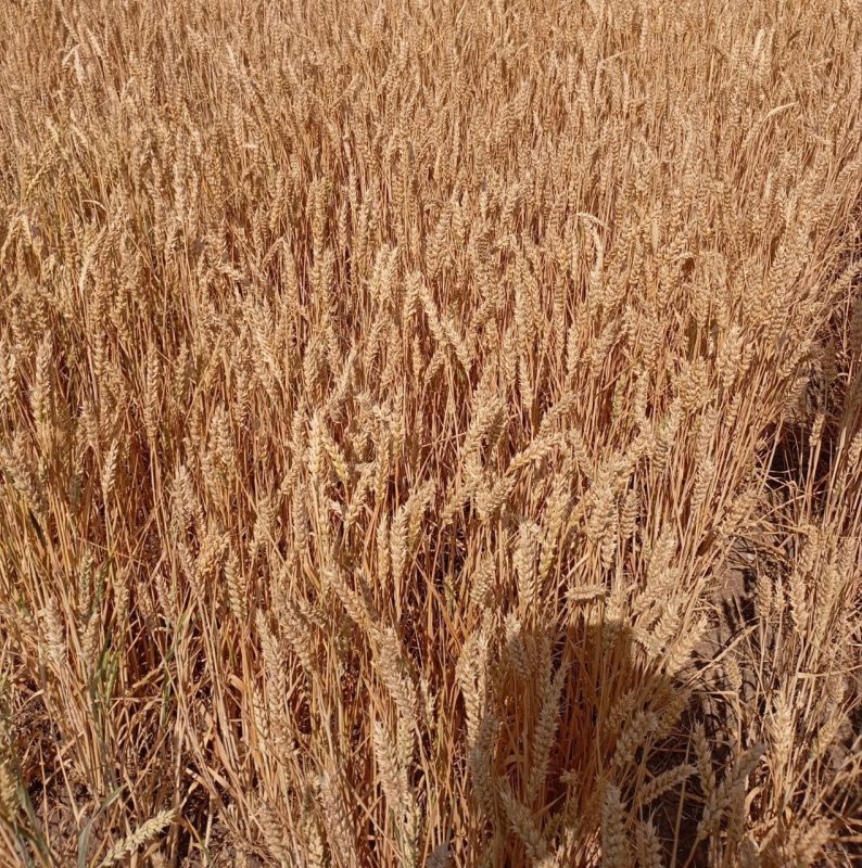 ������������� ���������� ������-����������� ������������� �������� ����������� "���� ����"� �. �������