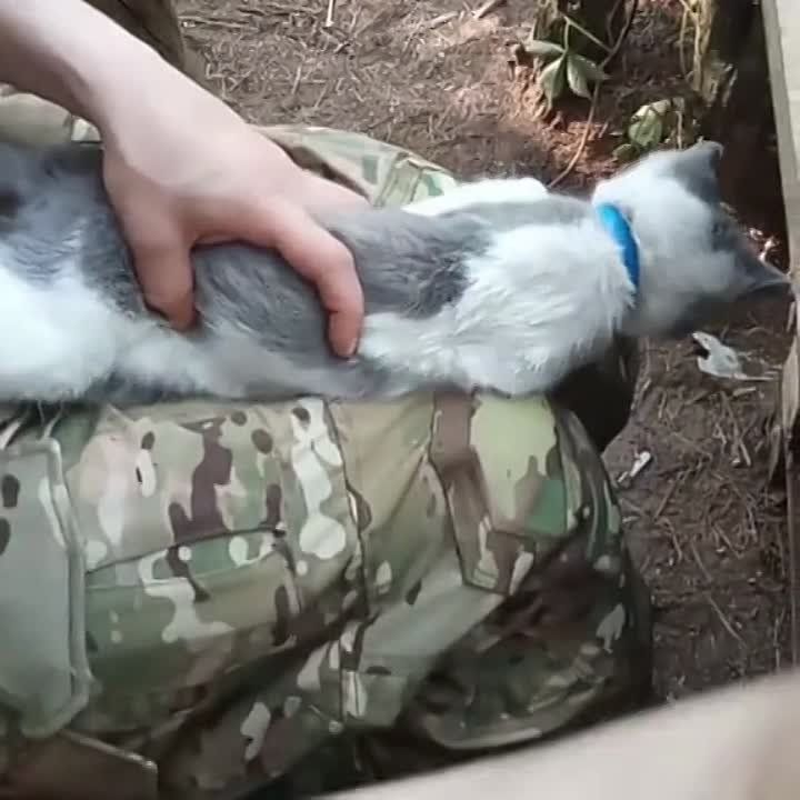 ����� �����, ������� �������� ������������� ������