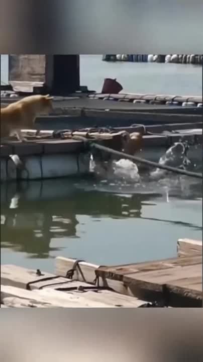 ��������� ���� ������! ��������-����� ���������� �������