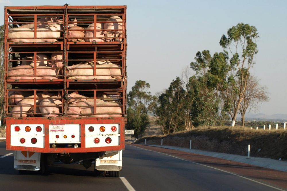 � ���������� ������� ���������������� ������ ������ ����� 280 �����������, ����������� ���������������� ���������