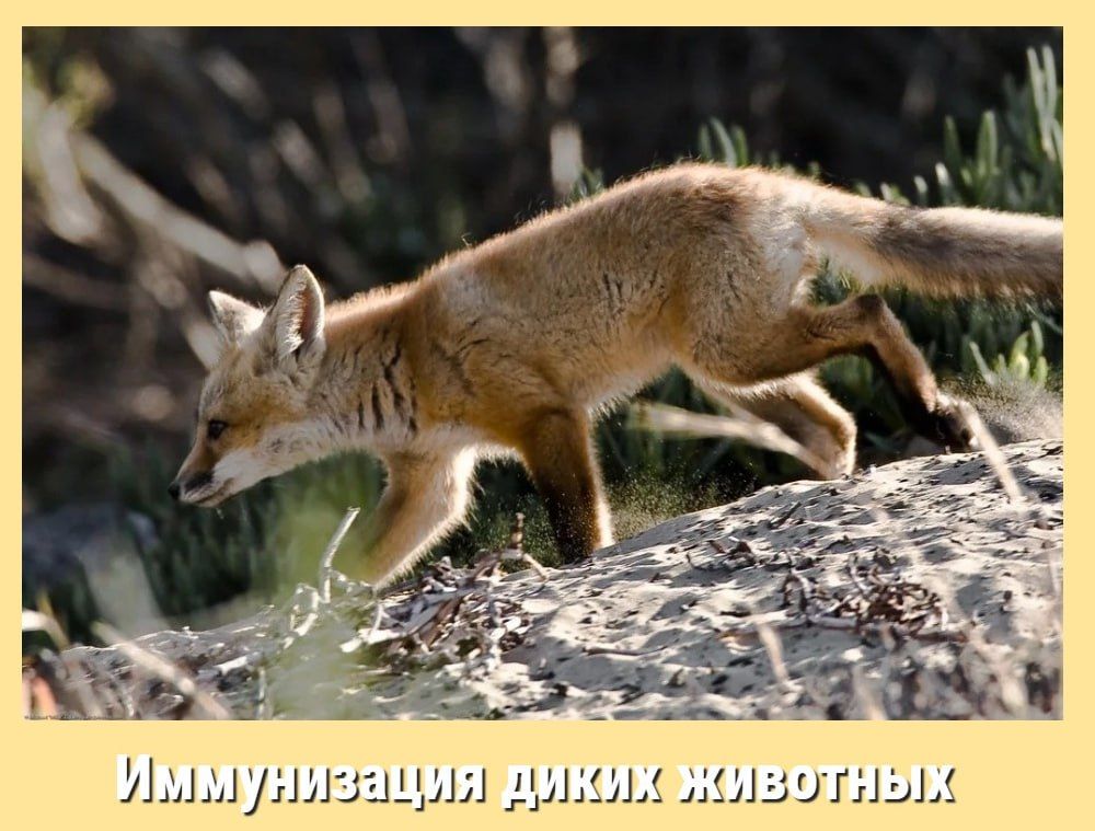 ��������� ��������! ��� ���������� ������� "���� ����������� �������������� ������" ���������� ��� � ���������� ����������� ����� ���������� �������� ������ ��������� �� ���������� ����������� �������������� ������