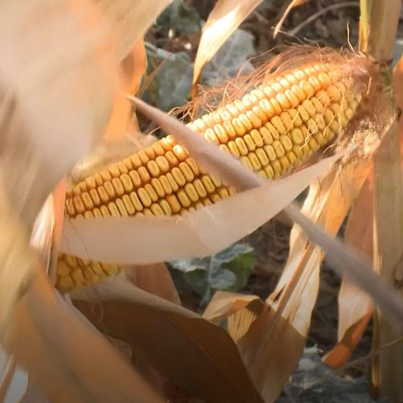 � ���������� ������� ����� ���������� �������� �������� �� ���������-��������