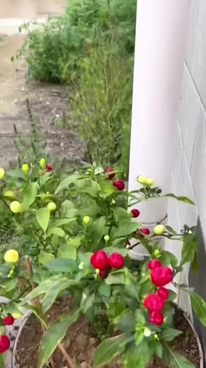 ��������� ����!. ��������-����� ���������� �������