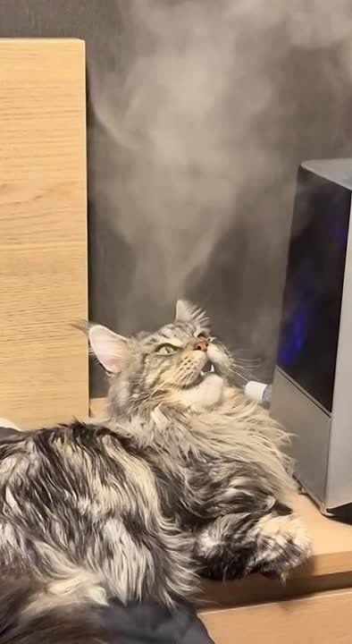 ��,��, ��-��, ���� ��� ����� ��������