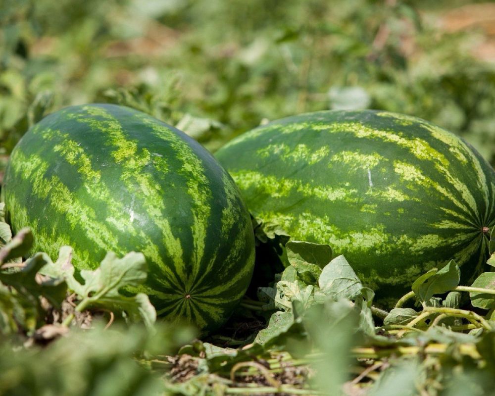 ������ ������� � ���� � ������ ��������� �� ������ �������� ����