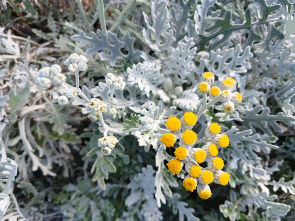 ����������� ���� ������������� �����