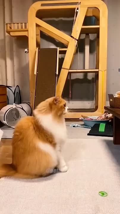 ��������� ���� ������!. ��������-����� ���������� �������