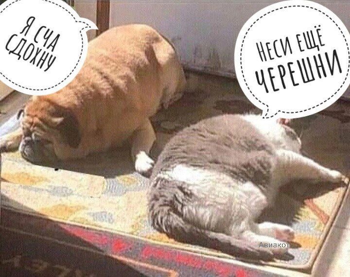 ������ ��������