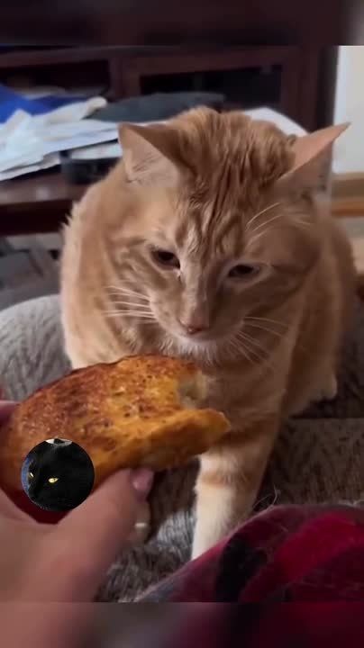 ��������� ���� ������!. ��������-����� ���������� �������