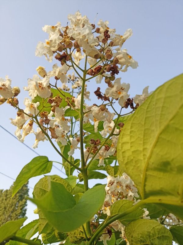 ������ ������� - �������� ���������� ������ � �����������