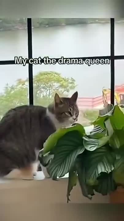 ��������� ����!. ��������-����� ���������� �������