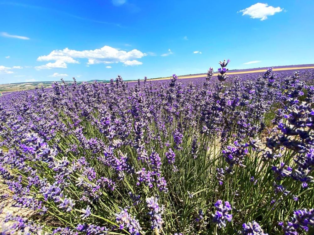 ���� ���������, ���������� ���� ���������� ����� ��������