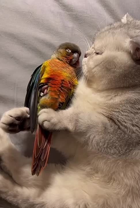 ���� ��������� ������, ������!