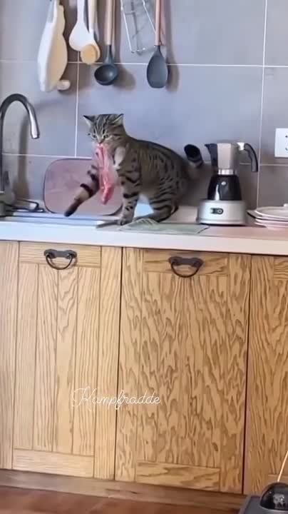 ��������� ���� ������!. ��������-����� ���������� �������