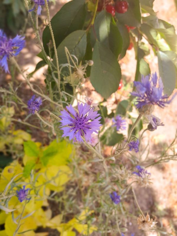 � ������ �����, �����������!