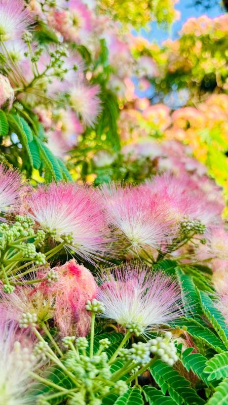 �����������. ������� �������� ������������. ��� ������ ����� ���������� �����-�������� ���������� � ��������� �������