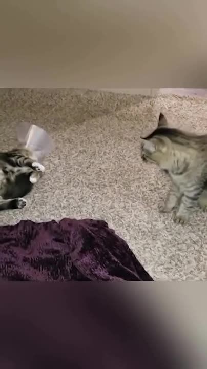 ��������� ���� ������!. ��������-����� ���������� �������