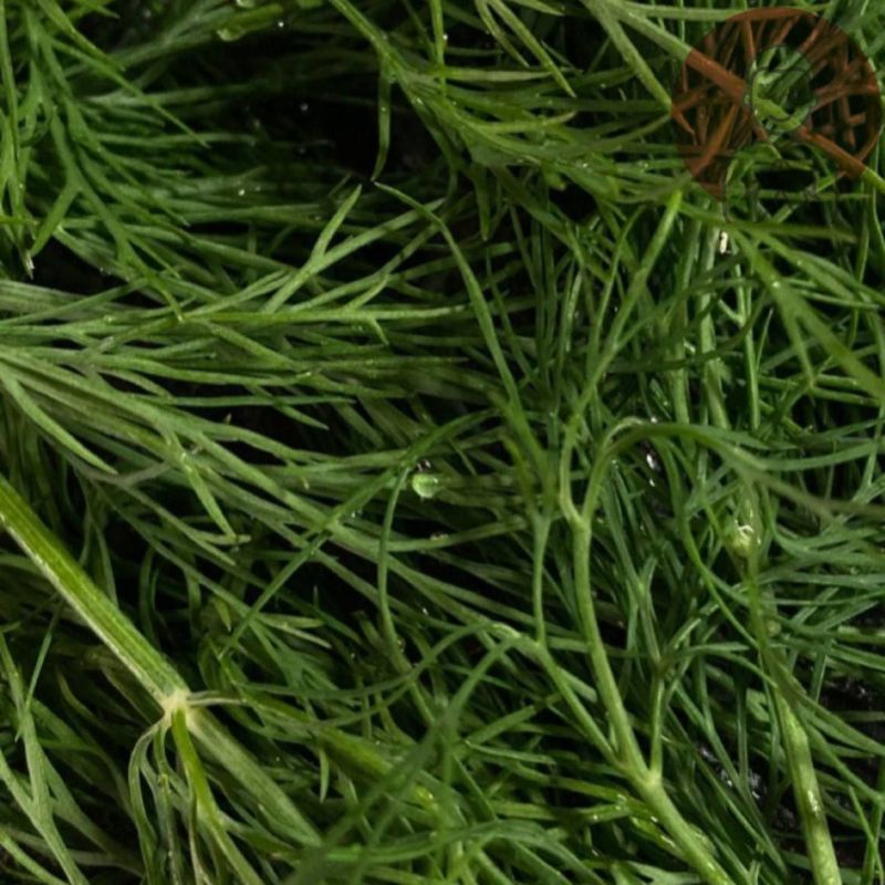 ������ ������. ����� ������������ ��� ������� � ������������ ����������� ������� �����������, ��� ���������� ������� � �������� � ��� �������� ������ ����������� � ������� � �����