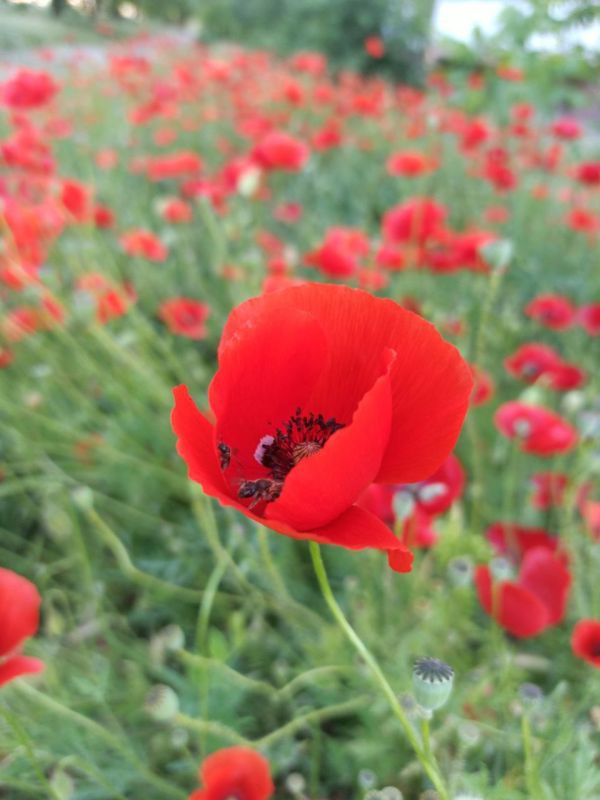 � ������ �����, �����������!