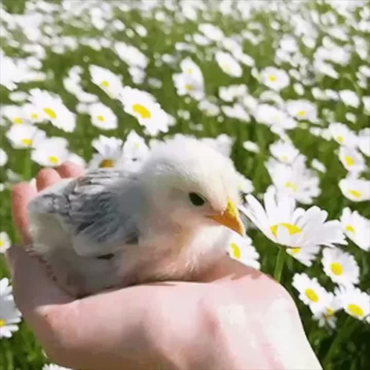 ������, ������ ������� ������� ������� � ������� 4-6 �����������