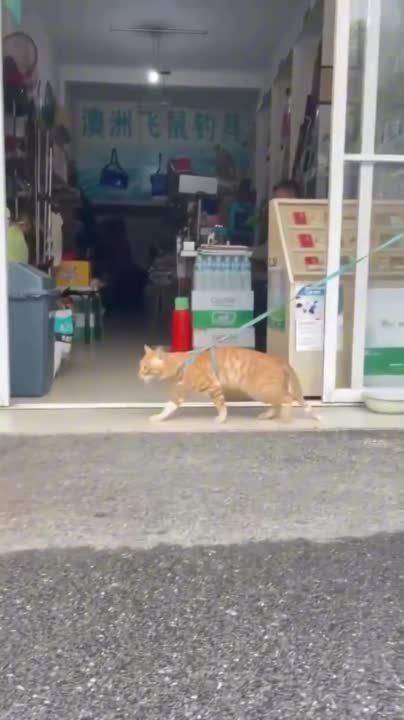 ��������� ����!. ��������-����� ���������� �������