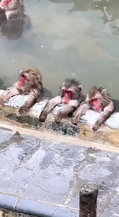 ������, ������� ������� - ������ ����