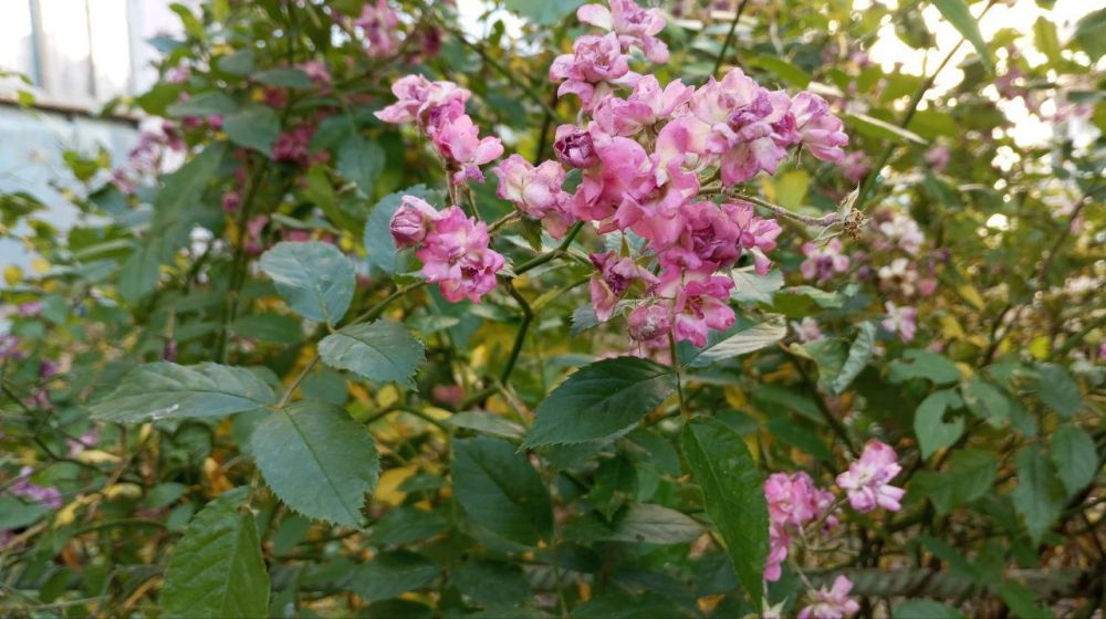 ���� ����������� ����, �����������, � ����������� ���!