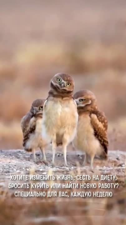 #������������