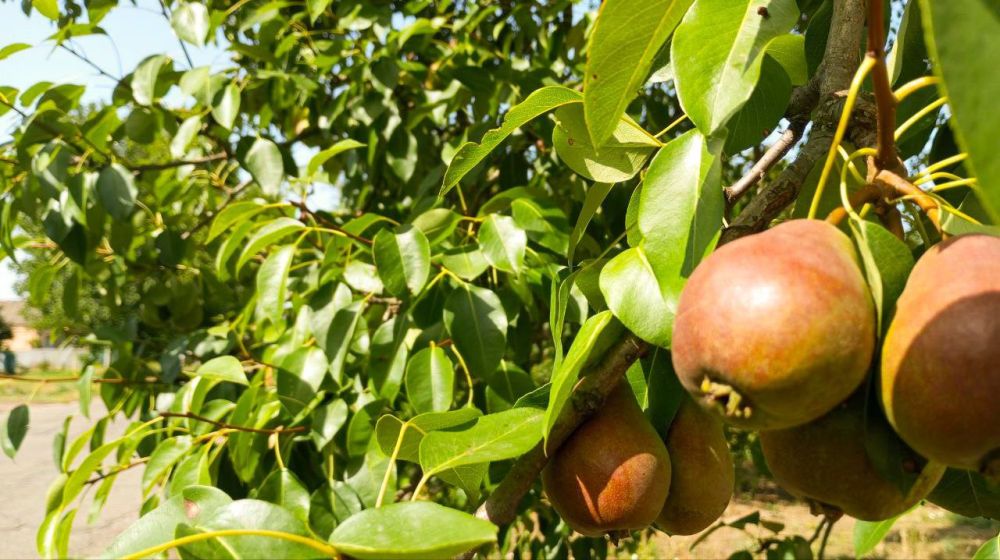 � ������ �����, �����������!