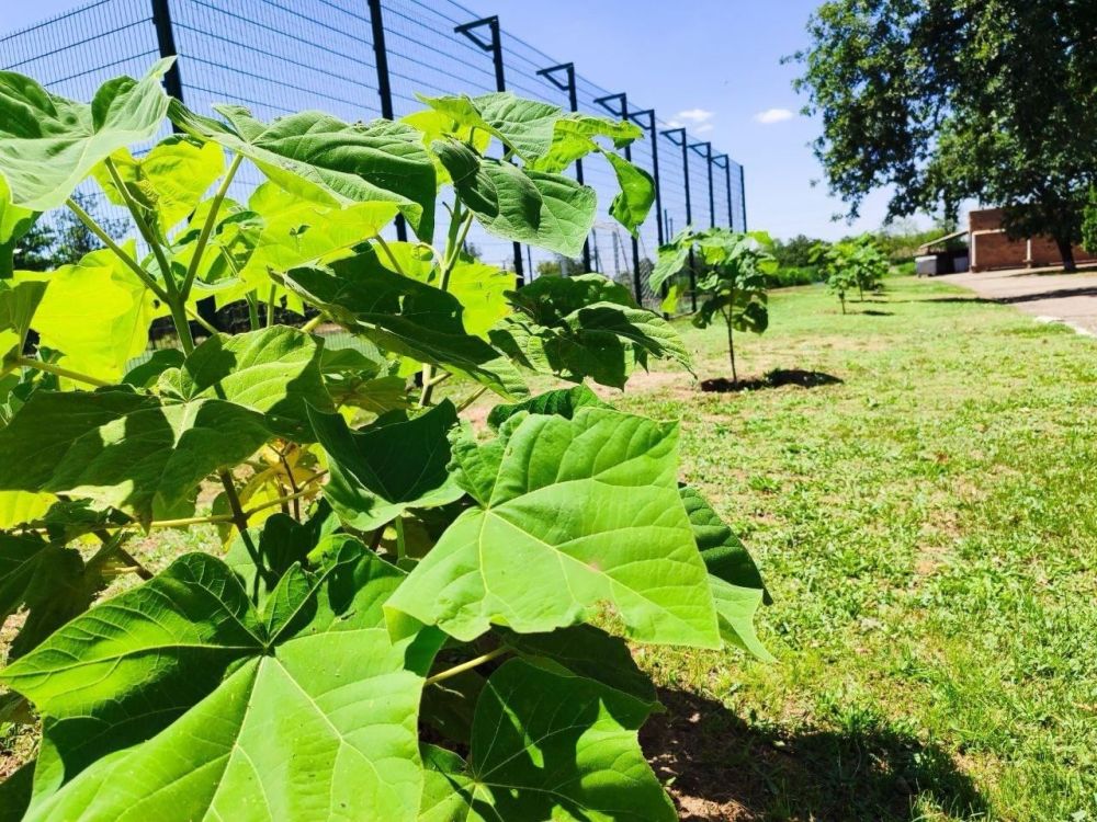 ��������� ����� ���� ����������� ������ ���������