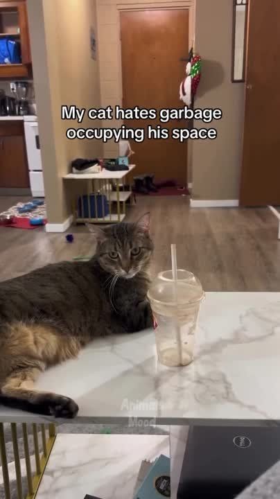 ��������� ����! ��������-����� ���������� �������